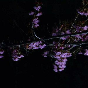 菲律宾黄色录像
